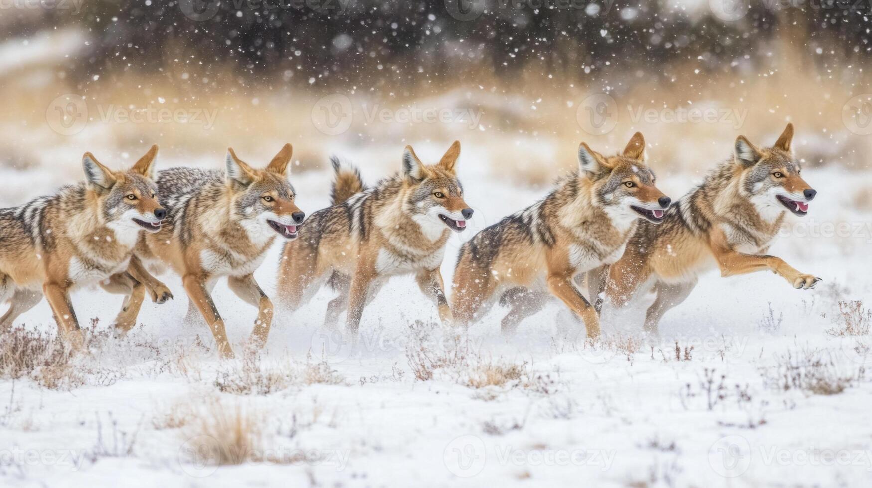 A Pack of Coyotes Running Through Snow photo