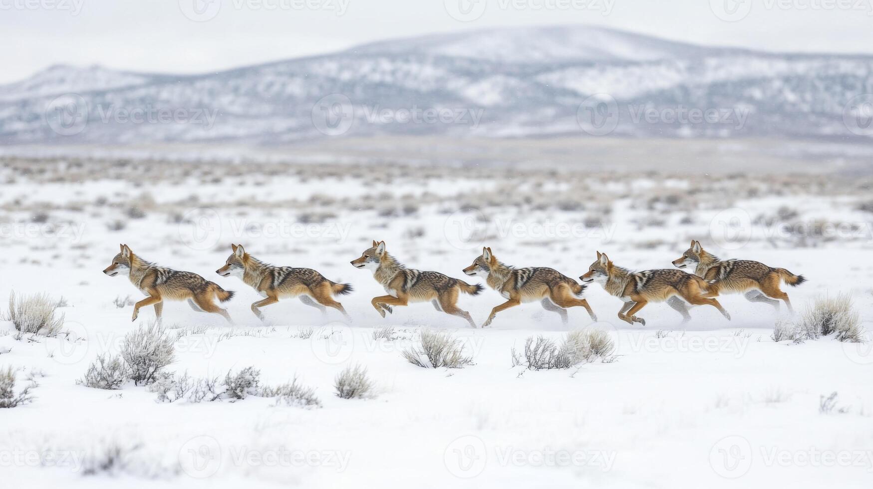Six Coyotes Running in a Snowy Field photo