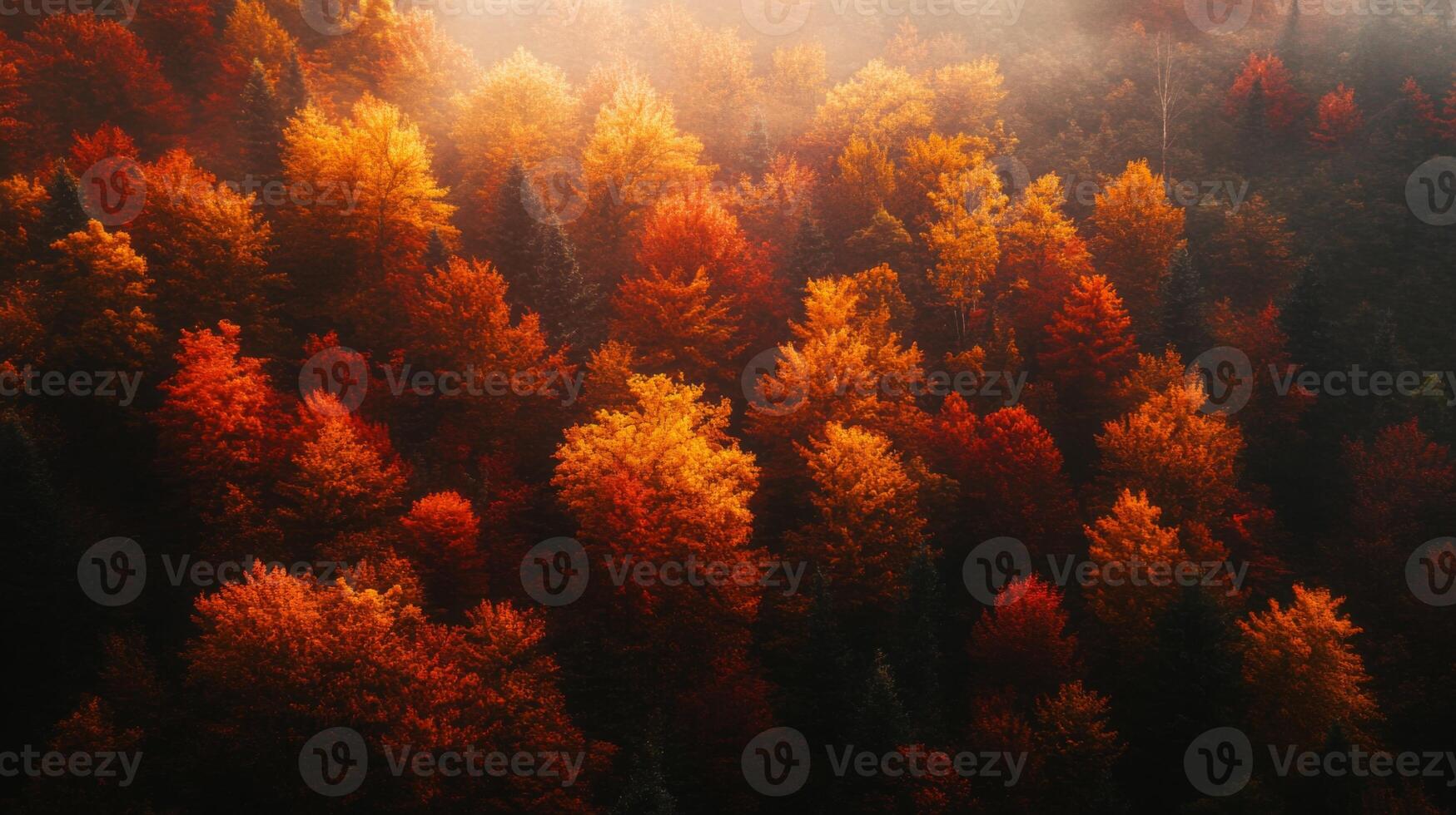 A Misty Forest with Trees in Vibrant Autumn Hues photo