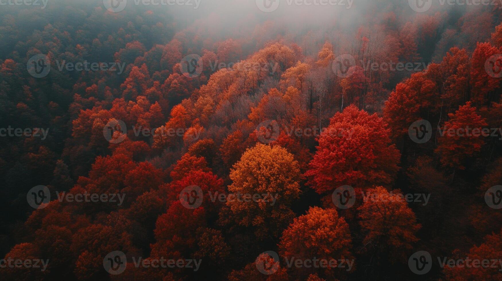 Aerial View of a Foggy Forest in Autumn Colors photo