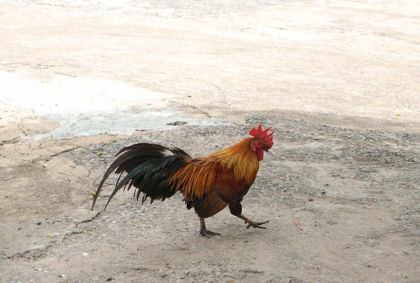 Brown chicken walking around on the cement floor photo