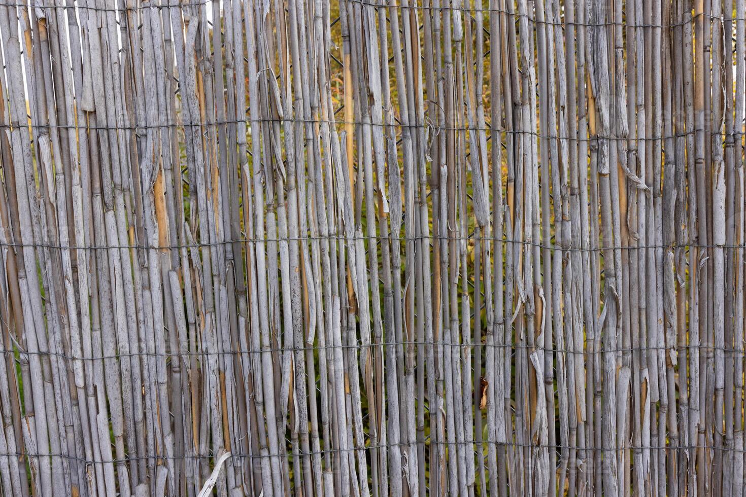Natural Bamboo Fence Texture with Twine Ties for Rustic Outdoor Decor Background. photo