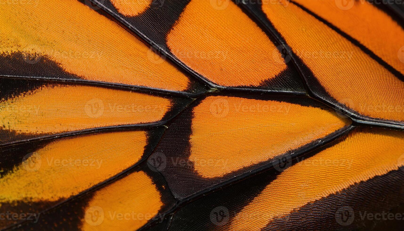 A close up of a butterfly wing photo