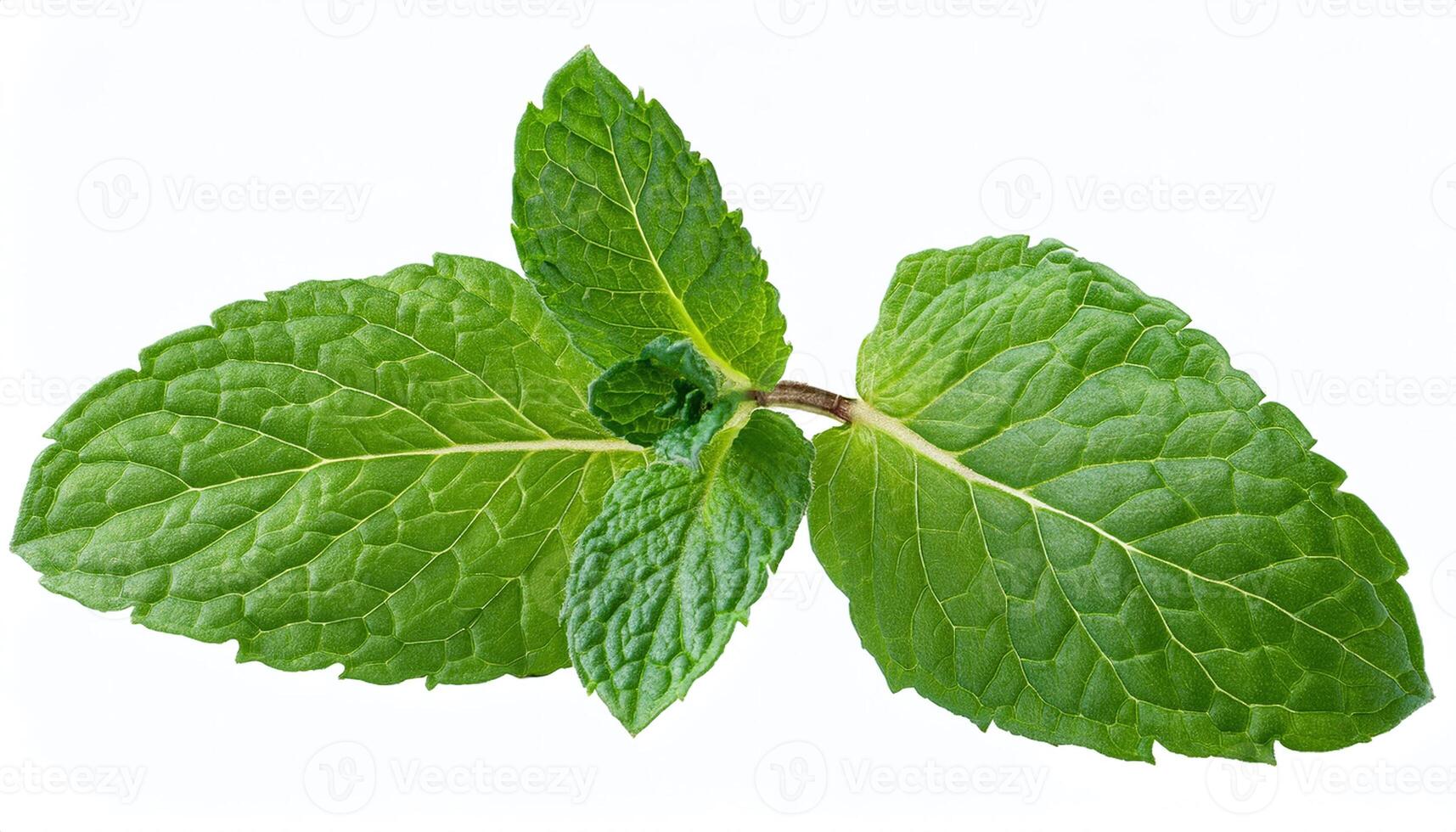 Peppermint Isolated on White Background with Vibrant Color photo