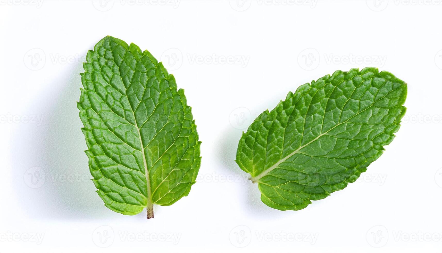 Peppermint Isolated on White Background with Vibrant Color photo