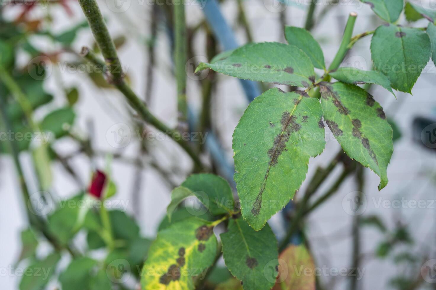 Downy mildew on roses leaf. Downy mildew of rose is a widespread, sporadic and serious disease affecting both outdoor and protected crops. photo