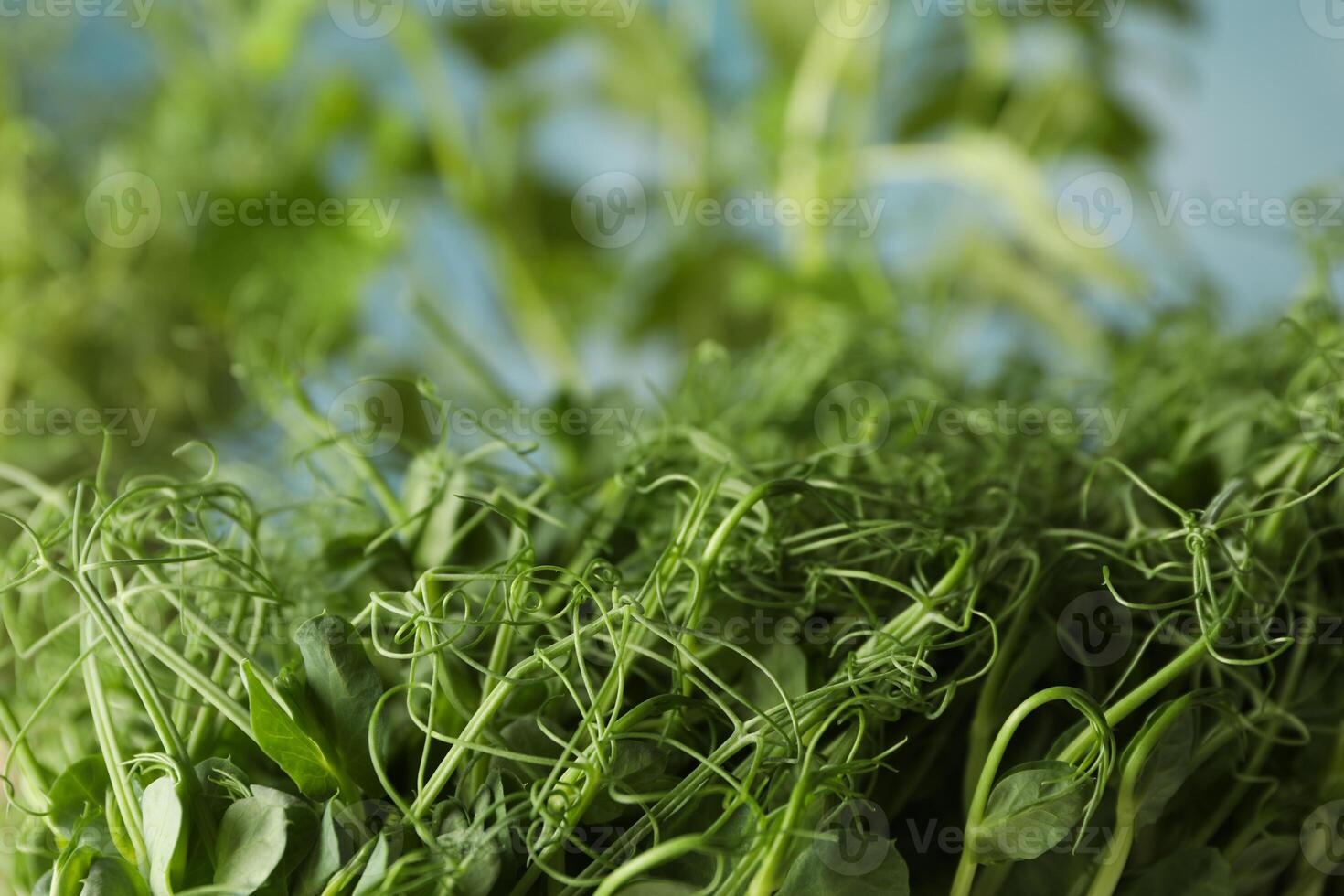 Green peas sprouts, close up and space for text photo