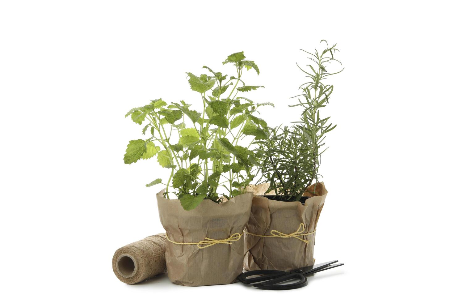 Lemon balm and rosemary in flower pots isolated on white background photo