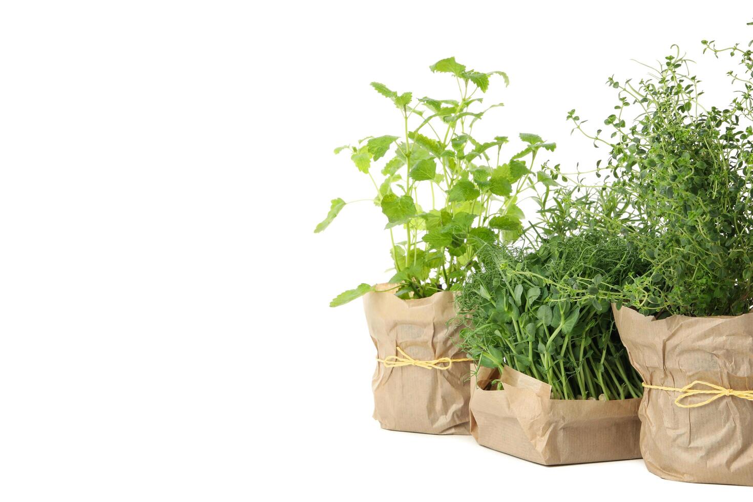 Group of different herbs isolated on white background photo