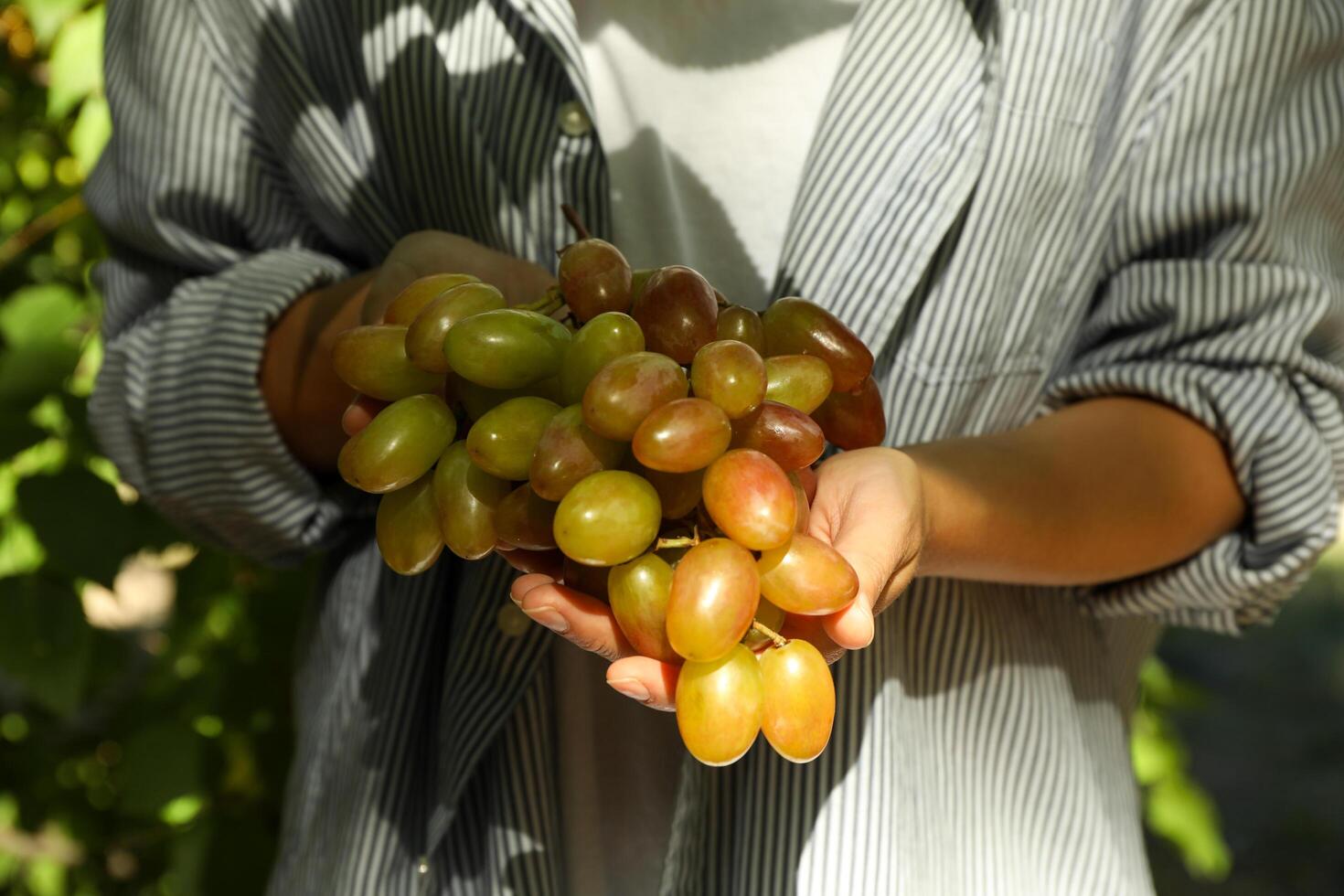 Woman hold fresh ripe grape outdoor against trees photo
