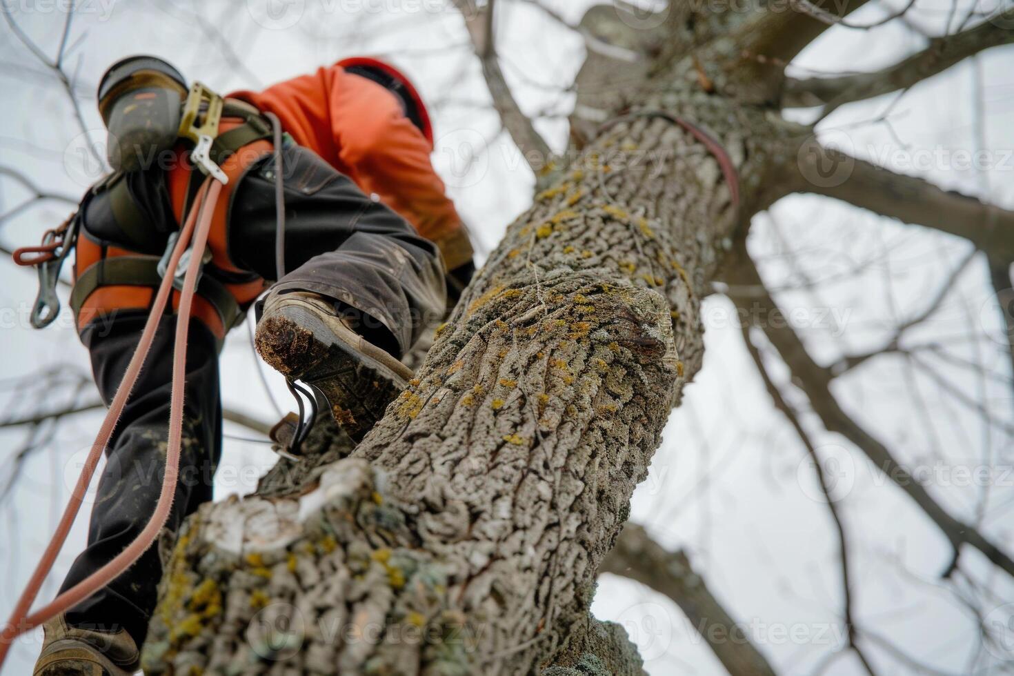 Tree surgeon climbing tree with safety harness and rope photo
