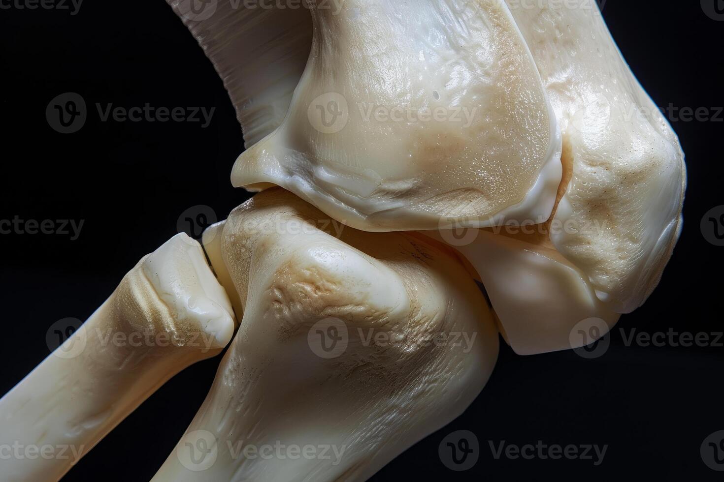 Anatomical model showing bones of human ankle joint photo