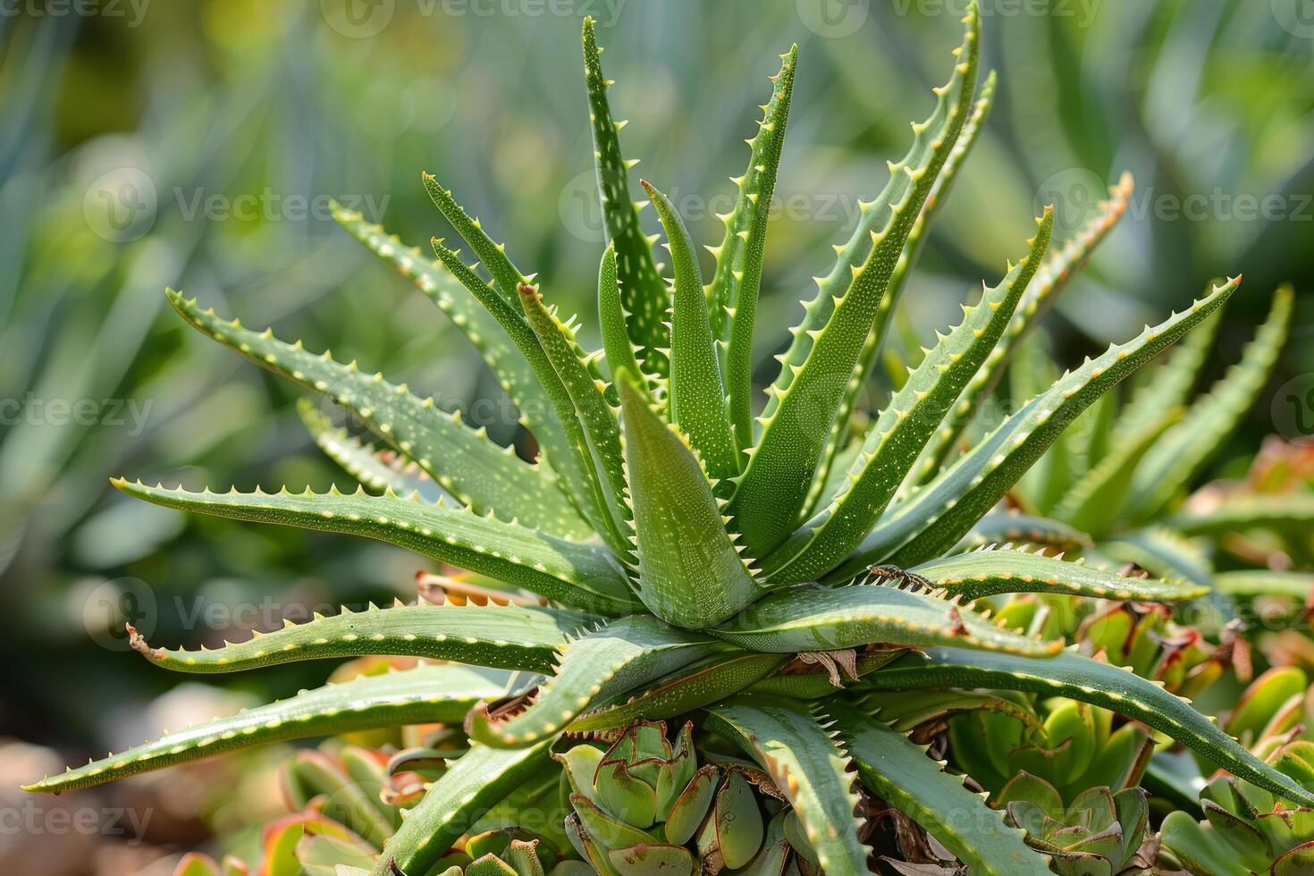 Aloe vera plant growing in a botanical garden photo