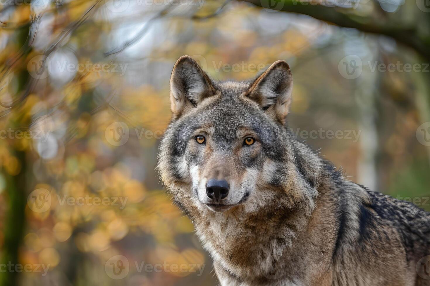 Gray wolf posing in the forest during fall photo