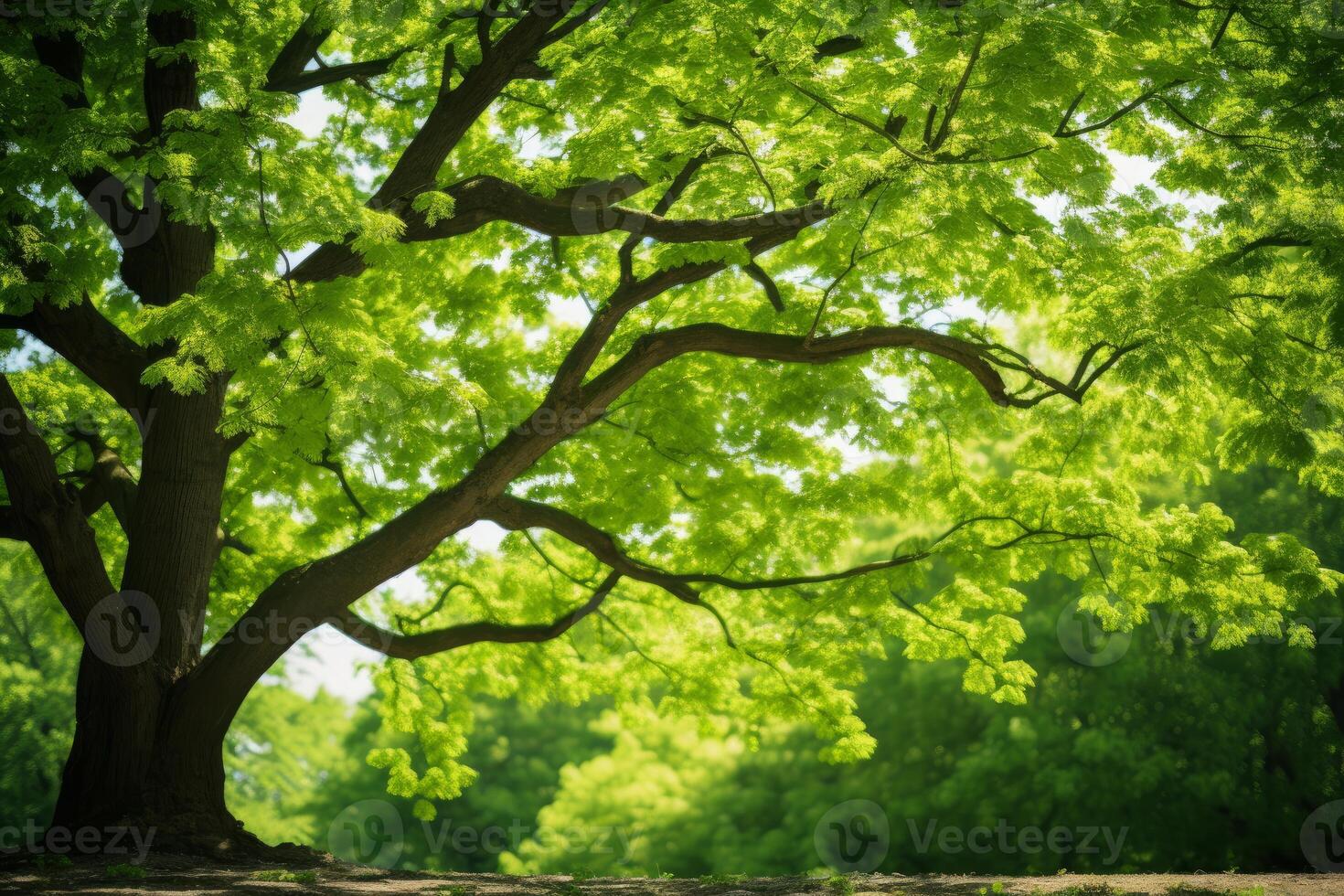 Tranquil sunlight filtering through lush green canopy photo