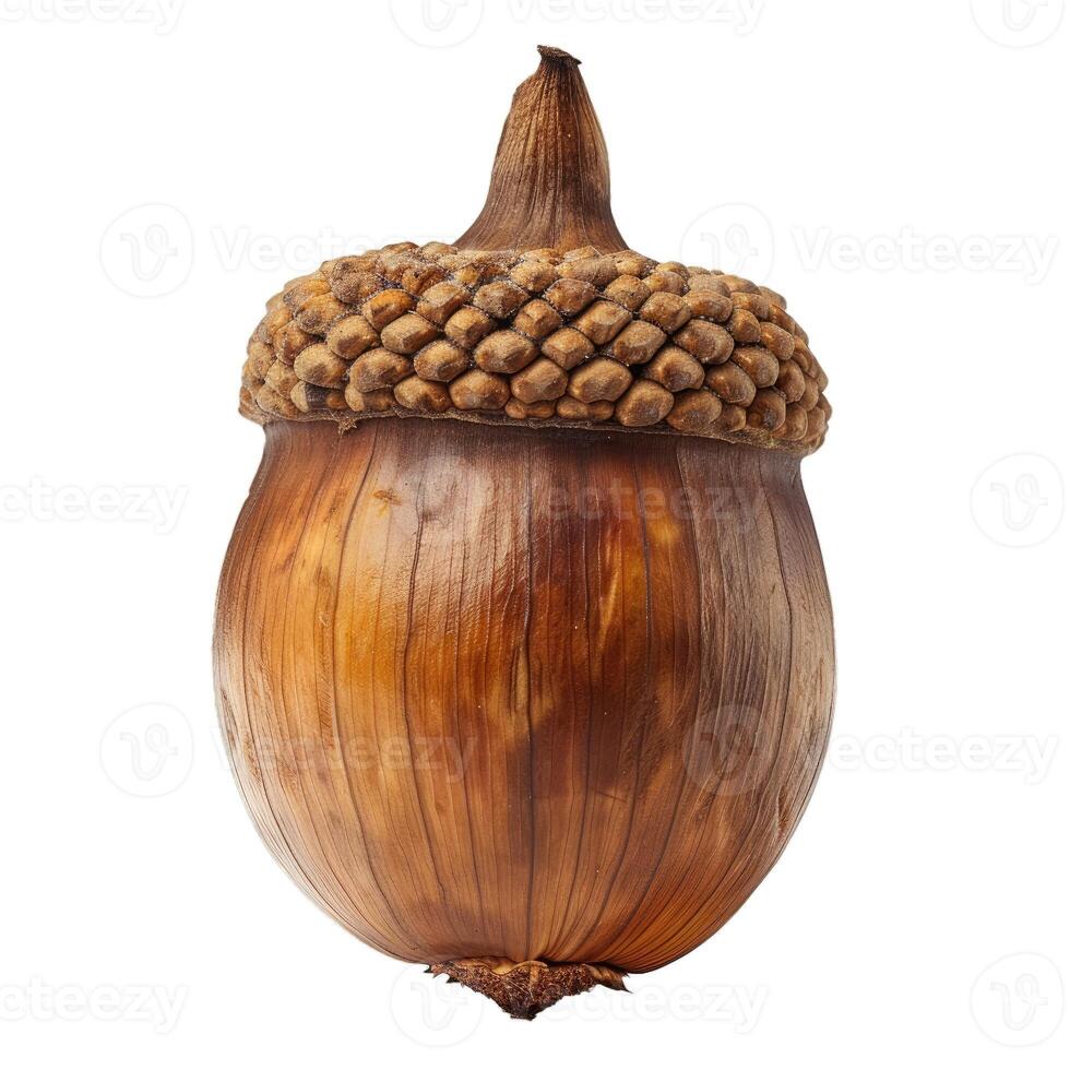 Close up of an acorn on transparent background photo