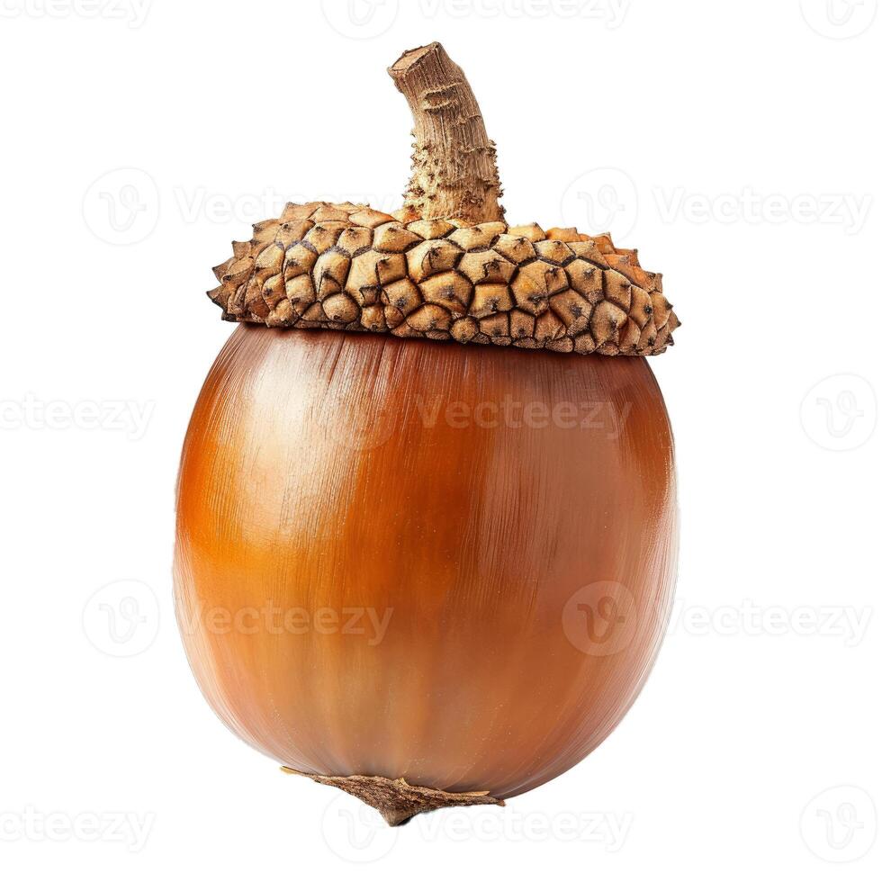 Single acorn with cap isolated on white background photo