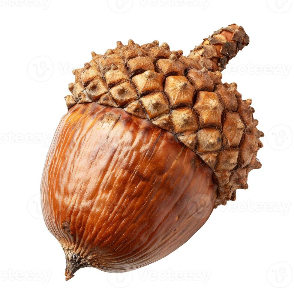 Ripe brown acorn with cap lying on white background photo