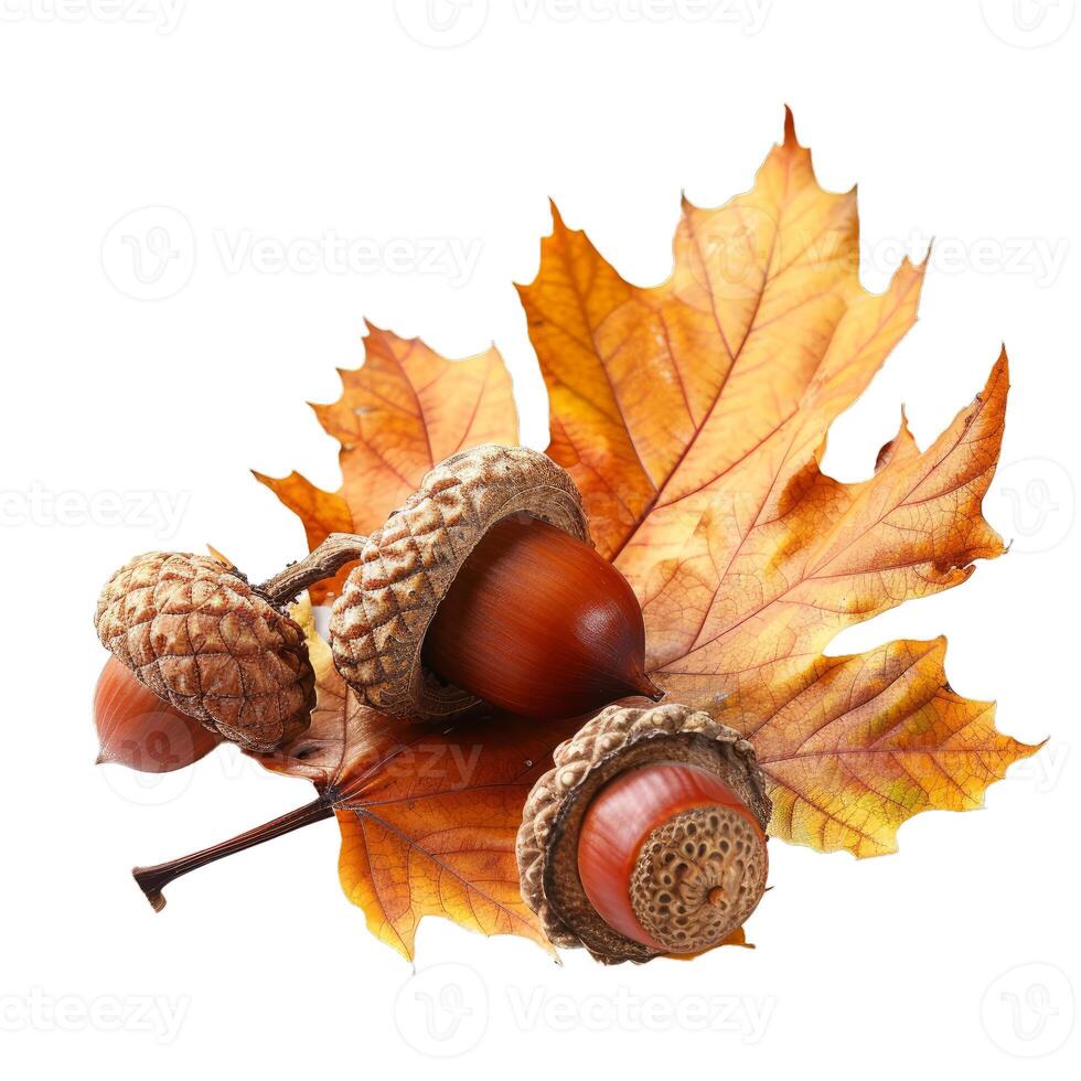 Three acorns resting on a fallen autumn leaf photo