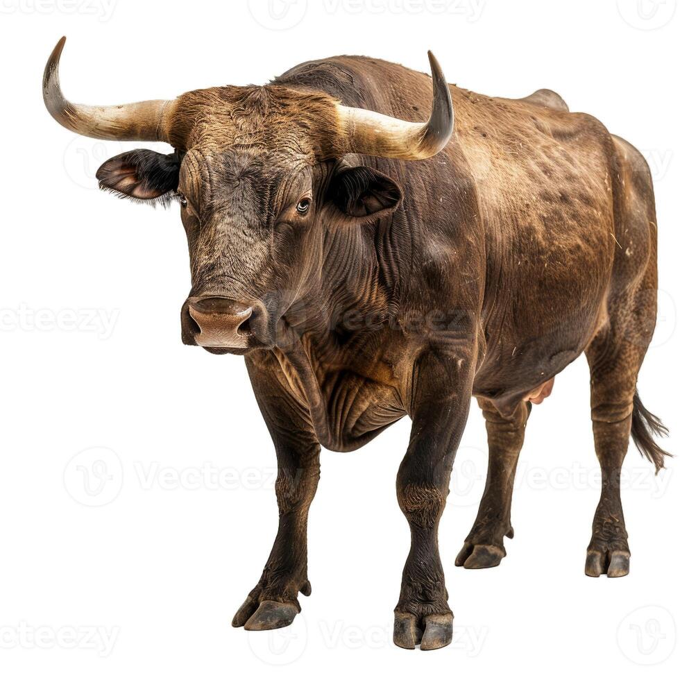 Brown bull with horns isolated on transparent background photo