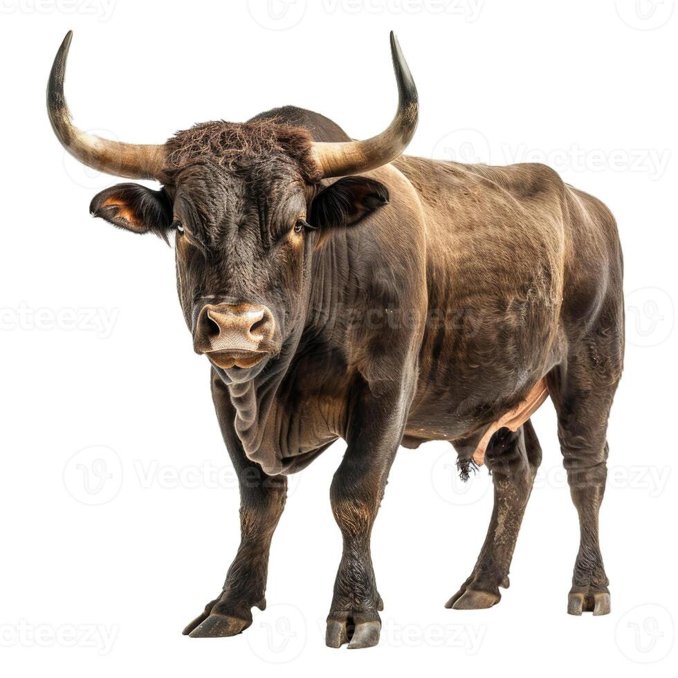 Powerful watusi bull standing on white background photo