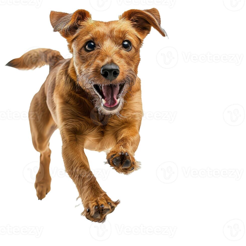Excited dog jumping on transparent background photo