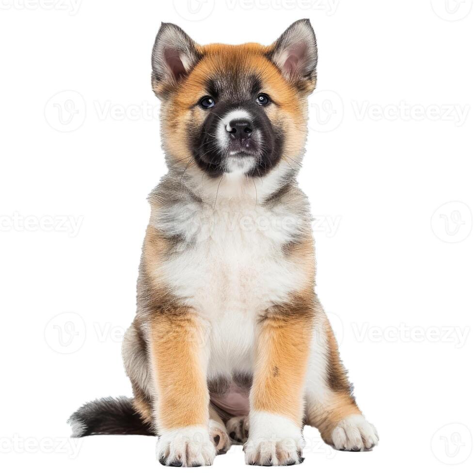 Adorable akita puppy on transparent background photo