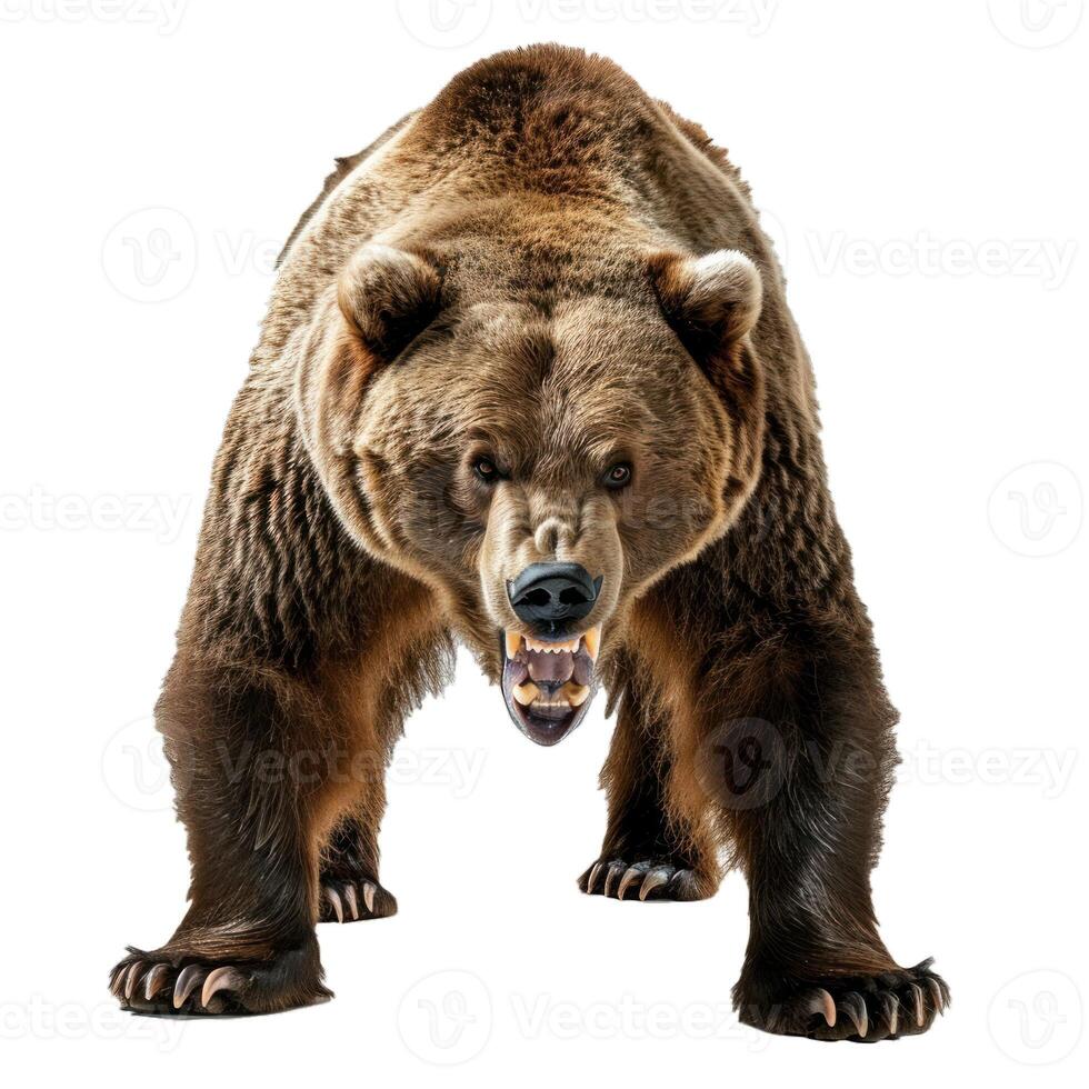 Aggressive brown bear isolated on transparent background photo