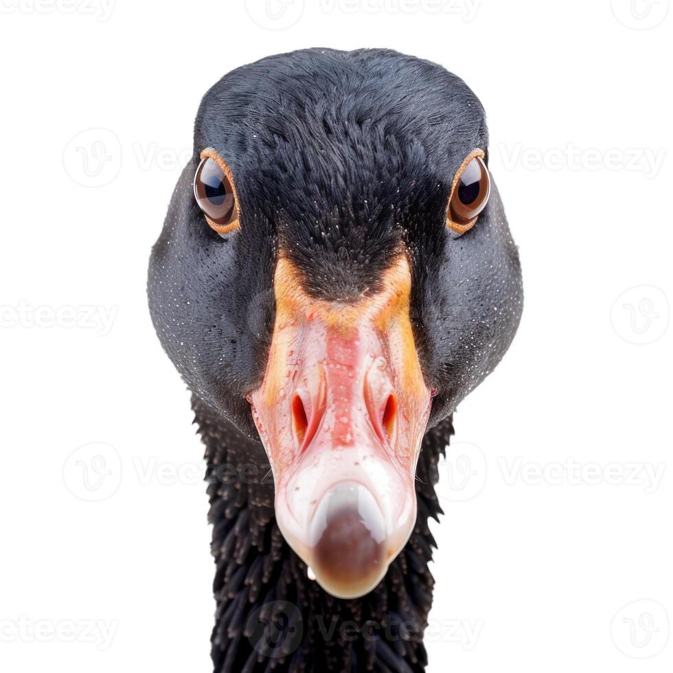 Magpie goose staring with intense gaze isolated on white photo