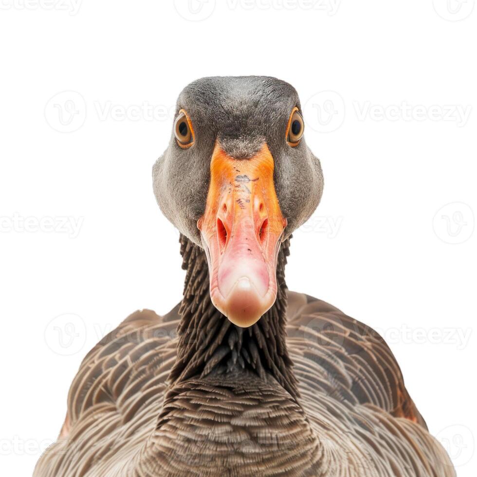 Greylag goose looking at camera on white background photo