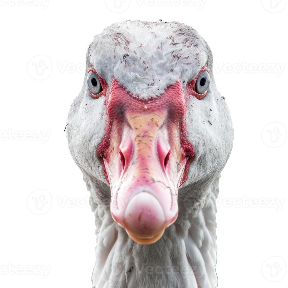 Goose staring intensely with piercing blue eyes photo