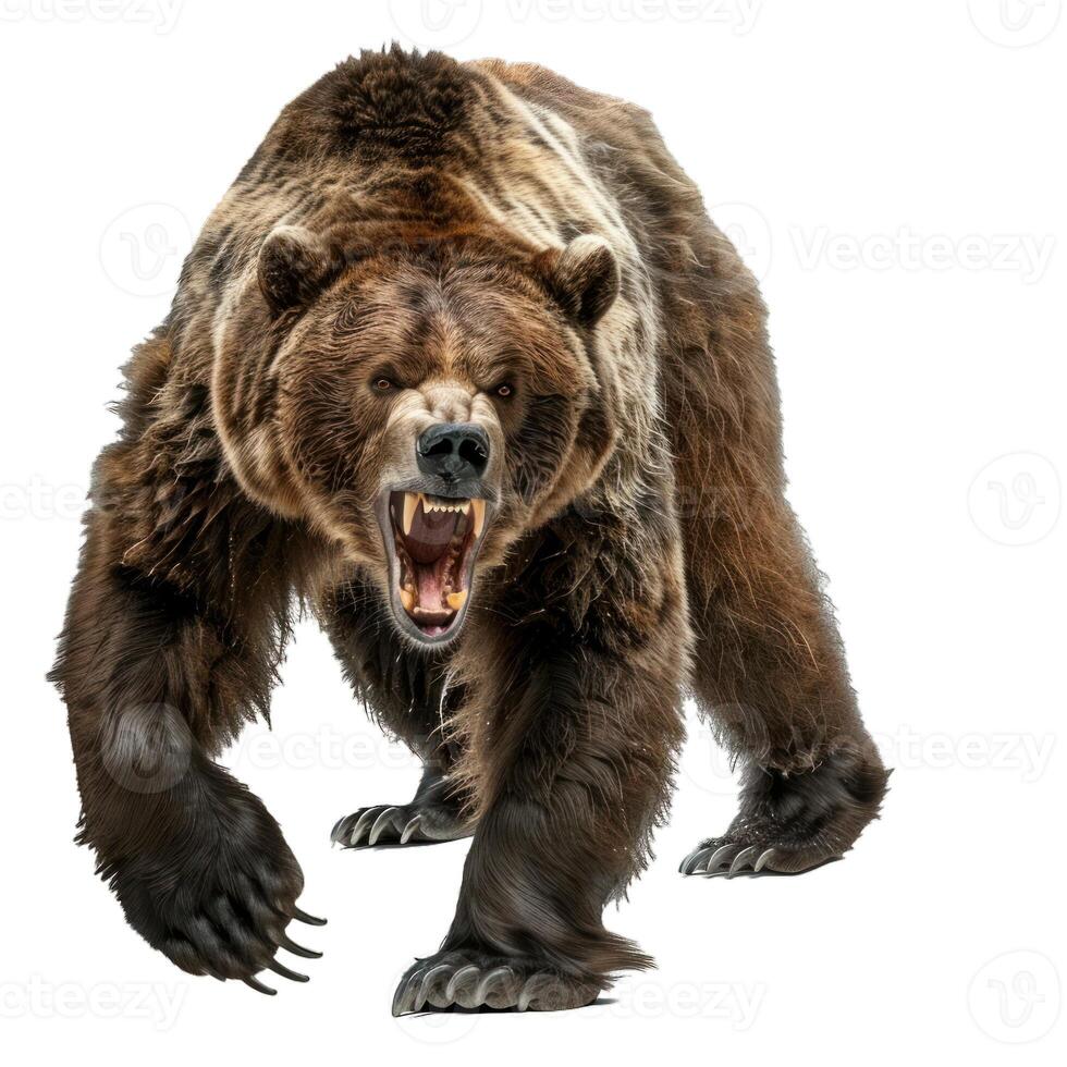 Large brown bear growling showing teeth isolated on white photo