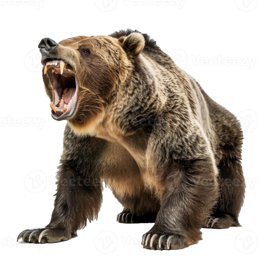Large grizzly bear standing and roaring on white background photo