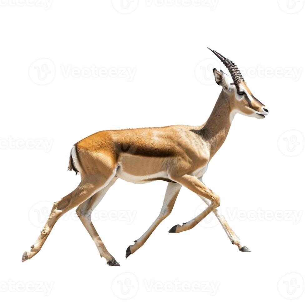 Thomson's gazelle running on white background, side view photo