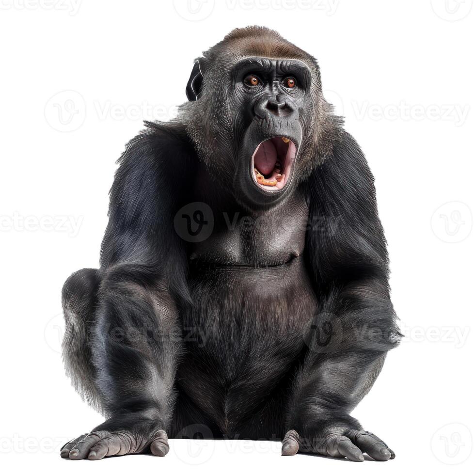 Angry gorilla on transparent background photo