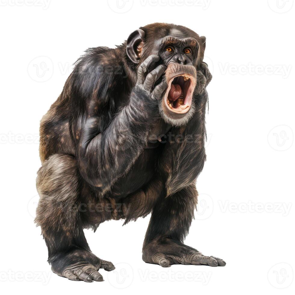 Chimpanzee standing and screaming with hands on face photo