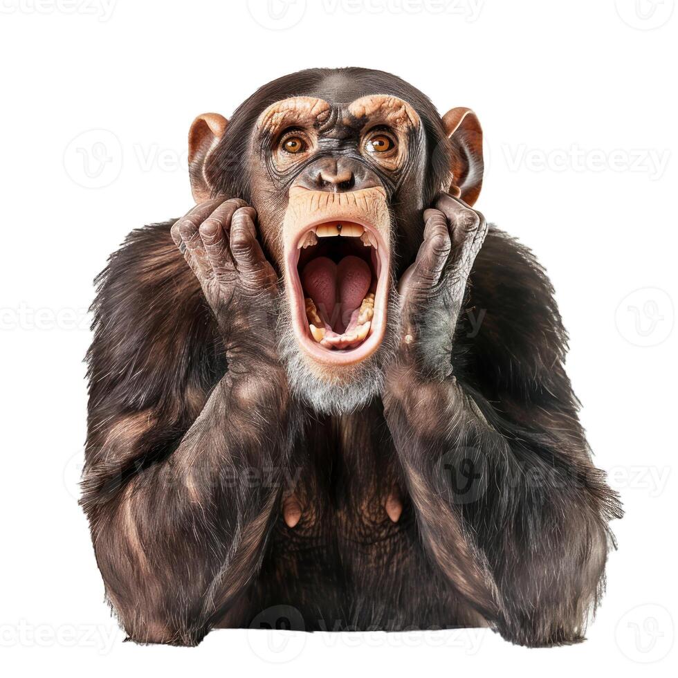Shocked chimpanzee with open mouth on transparent background photo