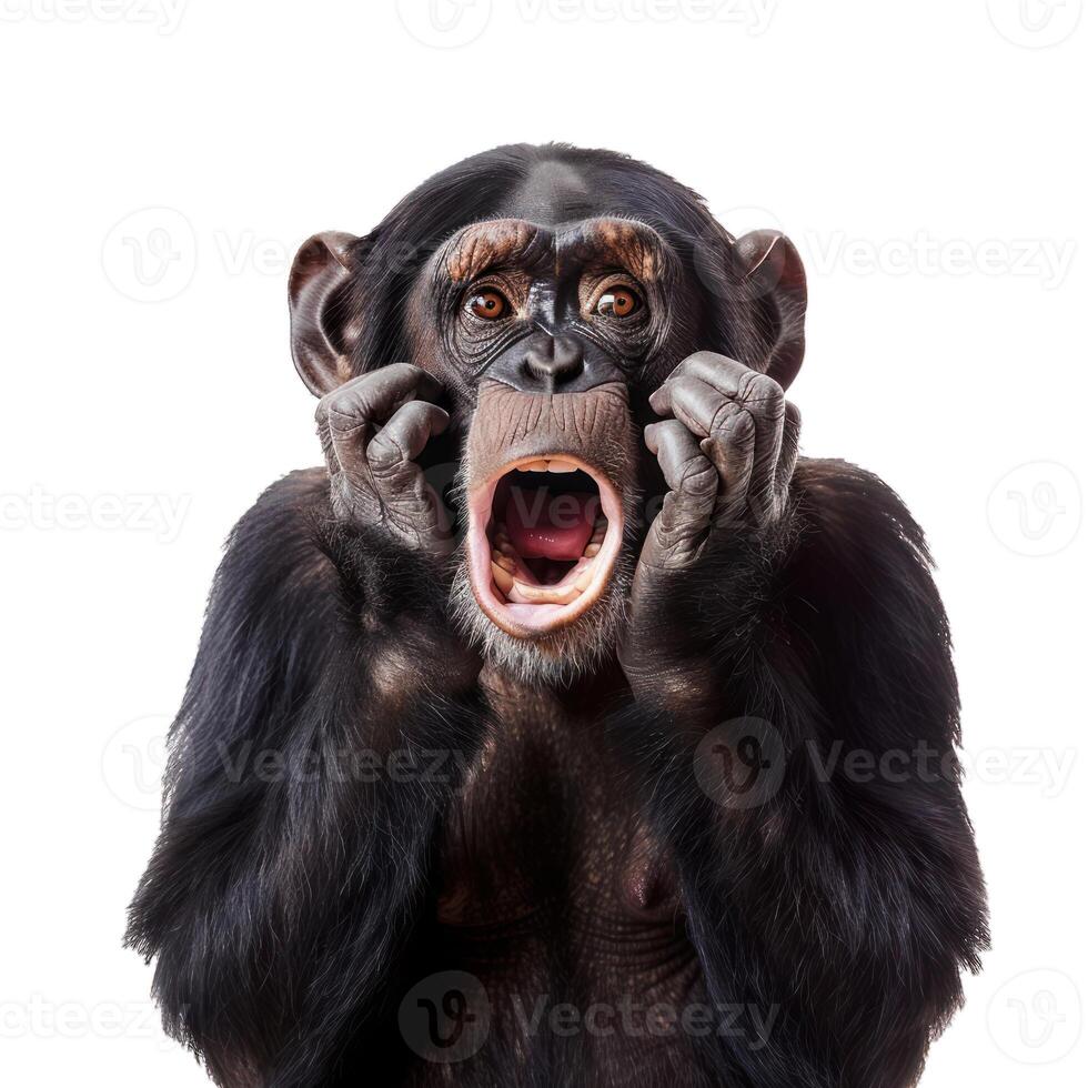 Portrait of a shocked chimpanzee screaming with its hands on its cheeks photo