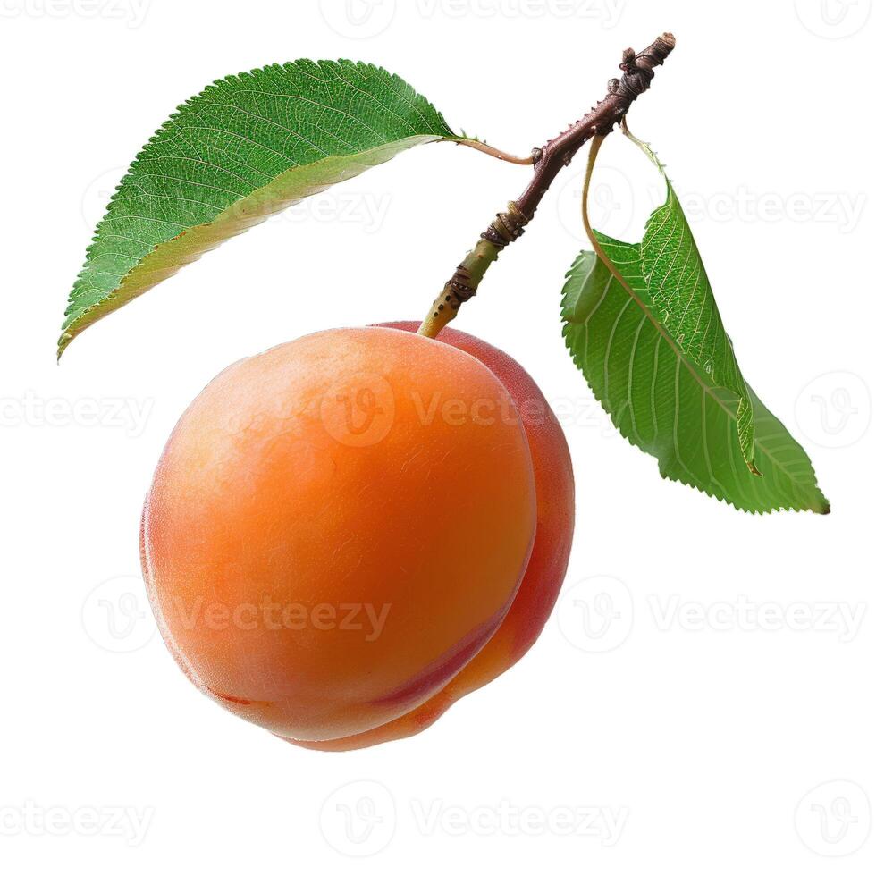 Ripe apricot hanging from branch with leaves photo