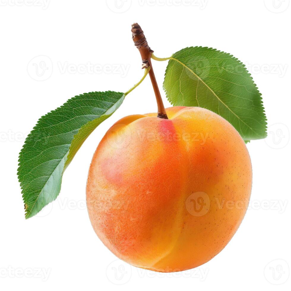 Single ripe apricot with leaf hanging from branch photo