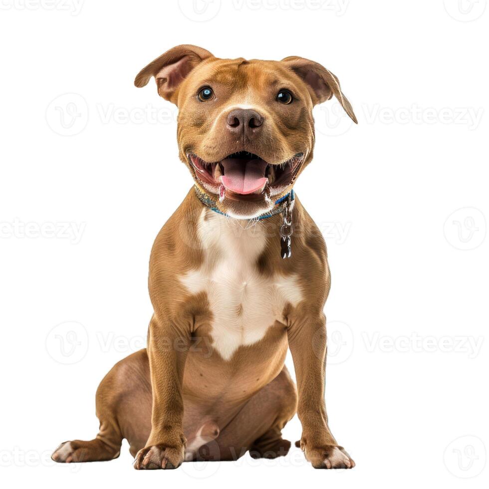 Happy pit bull terrier dog sitting and panting on white background photo