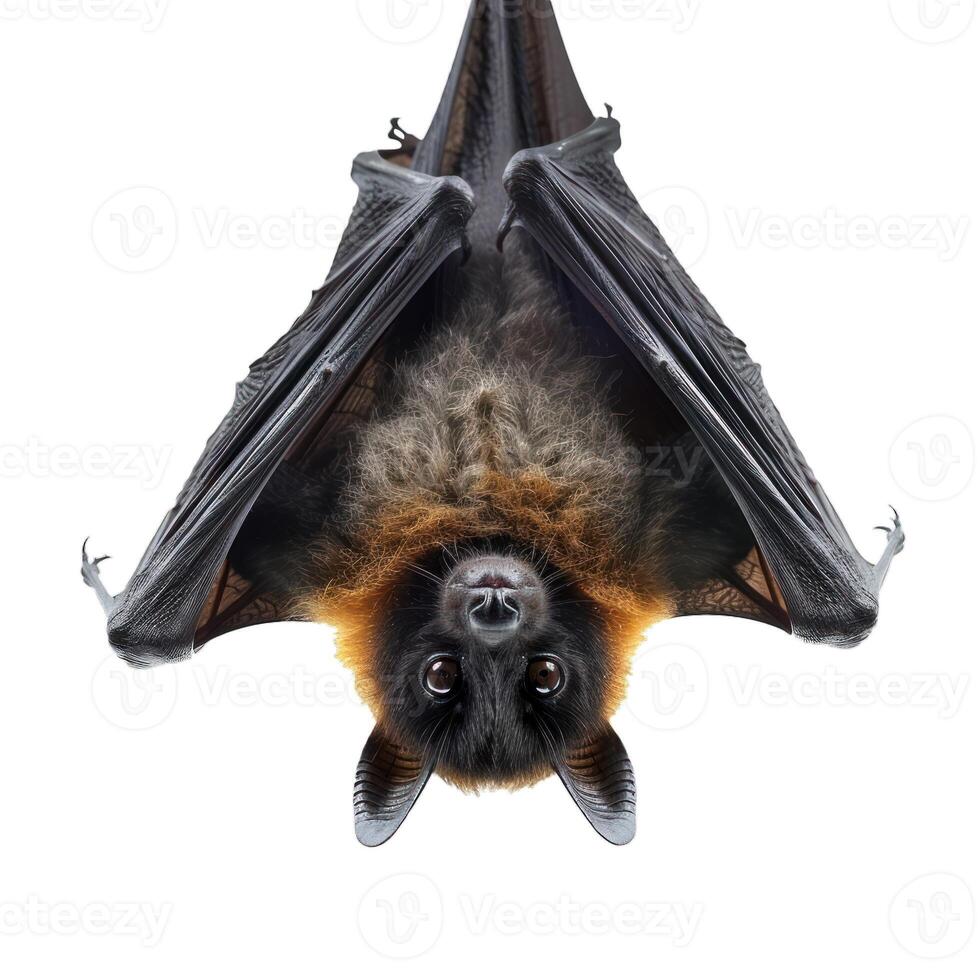 Flying fox bat hanging on transparent background photo