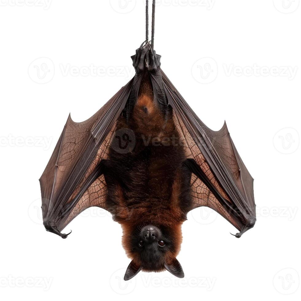 Large flying fox or fruit bat hanging upside down isolated on white photo