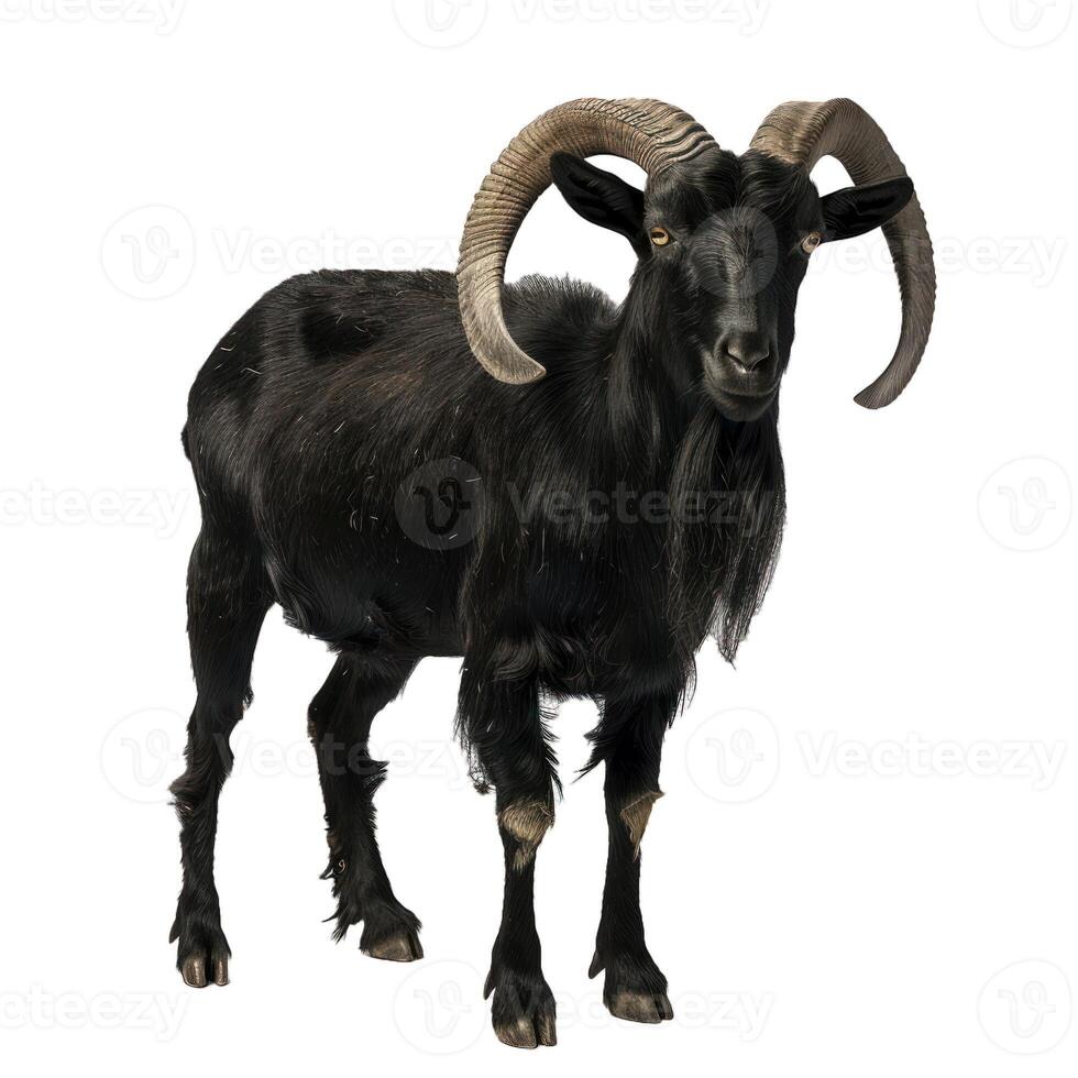 Majestic black goat on transparent background photo