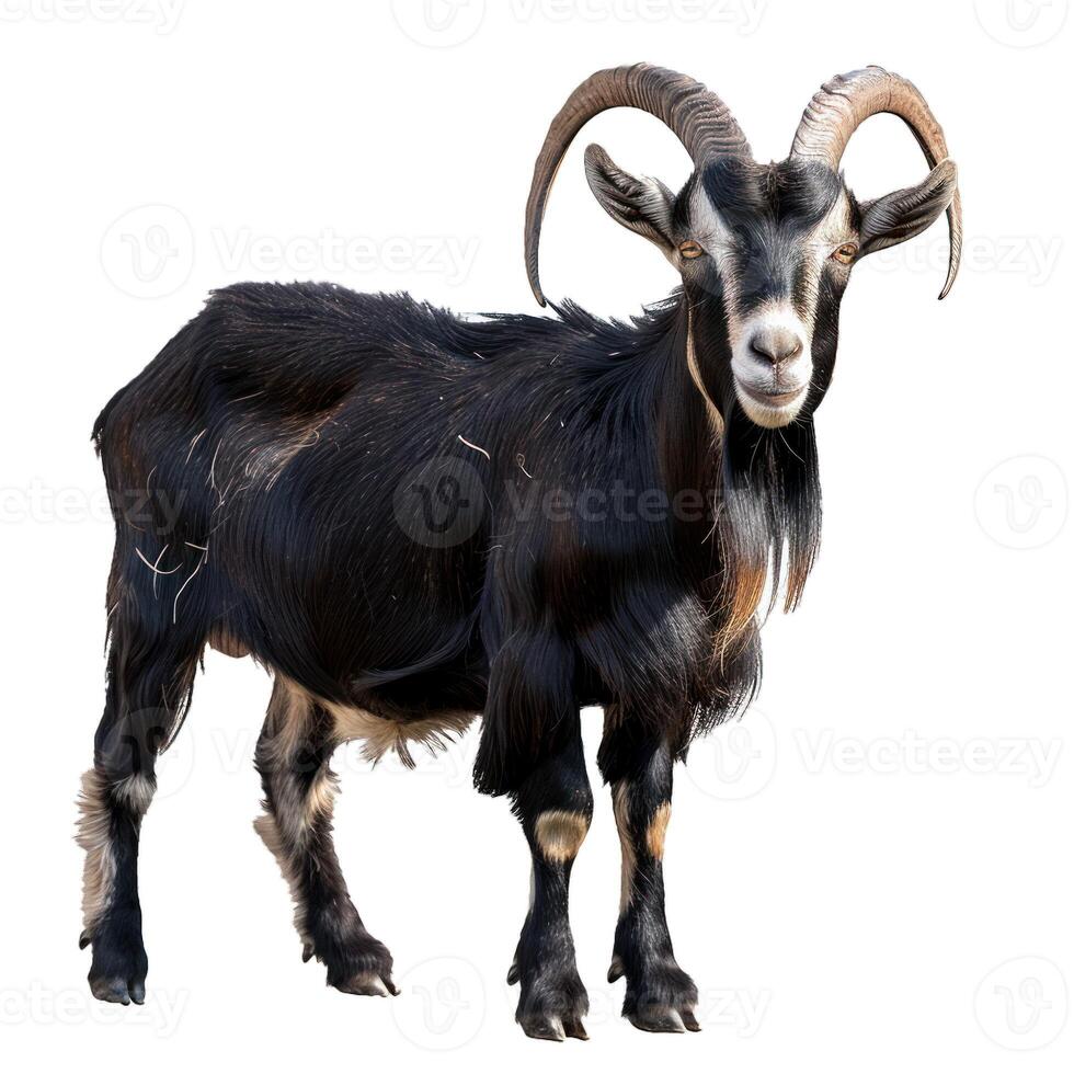 Majestic black goat on transparent background photo