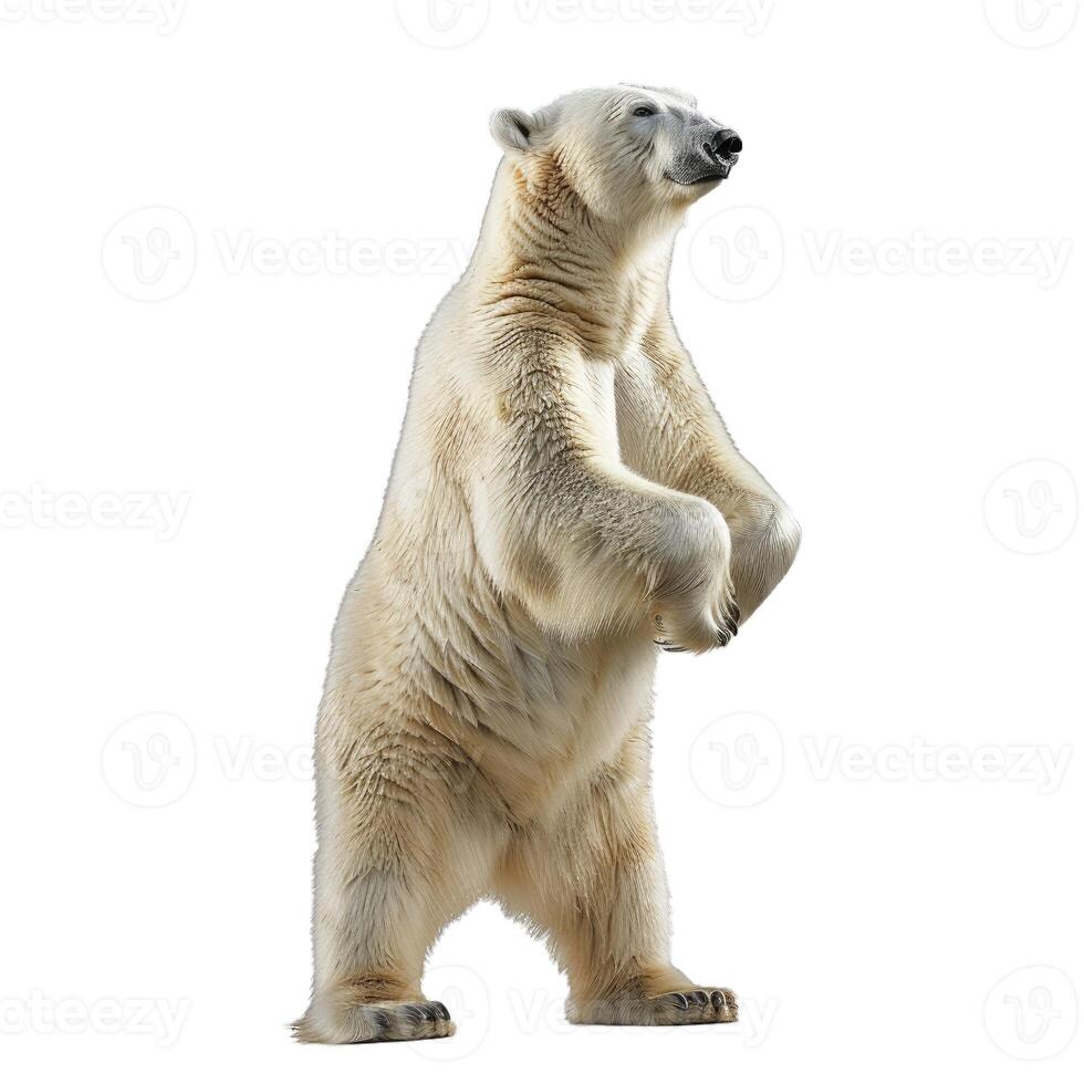 Standing polar bear on transparent background photo
