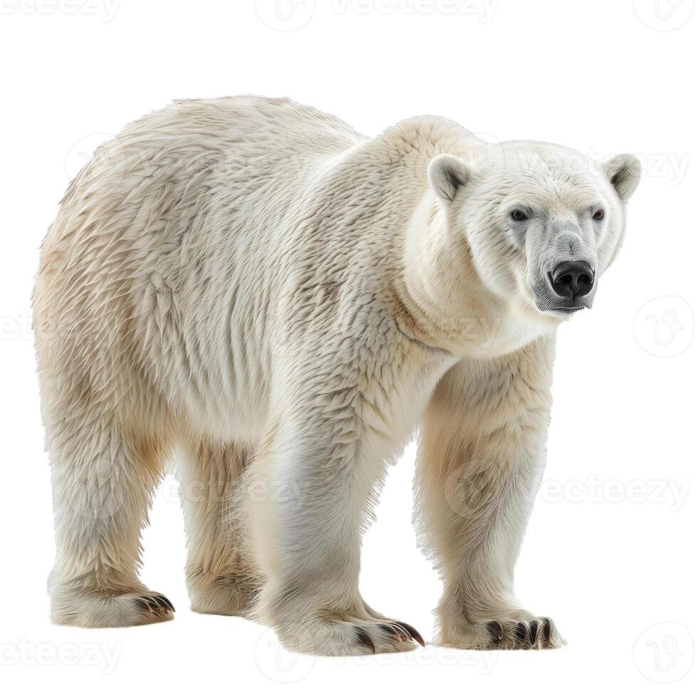 Large male polar bear standing on white background photo