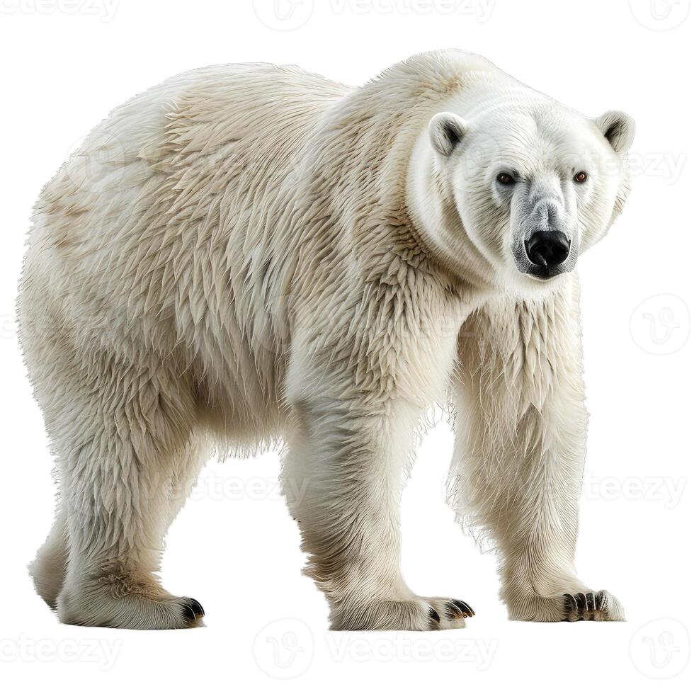 Large male polar bear standing on white background photo