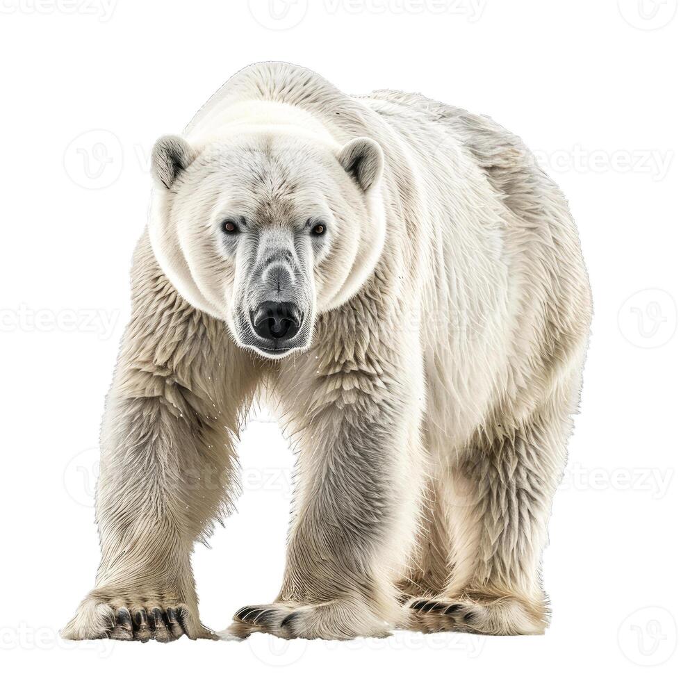 Powerful polar bear walking with white background photo
