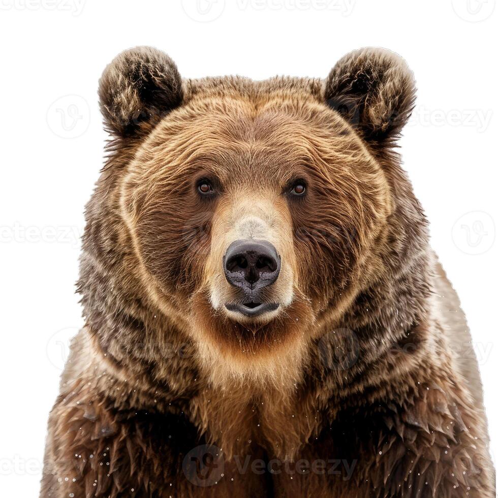 Large brown bear with dark brown fur staring intently at the viewer photo